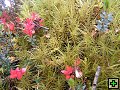 thn_NZ leden-unor 2006 184.jpg